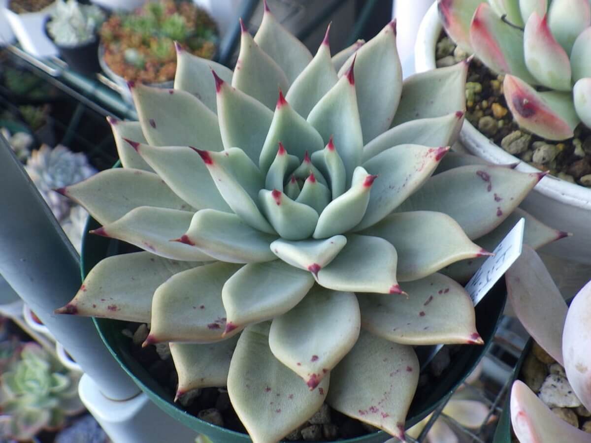 Echeveria camanoii